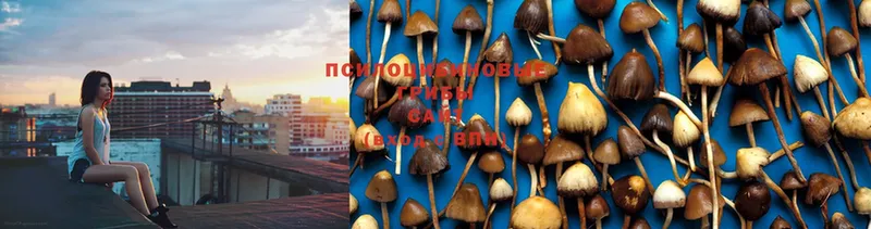 Псилоцибиновые грибы Psilocybe  Новотроицк 